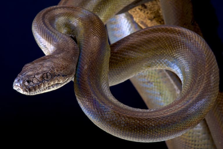 Papuan Python coiling up