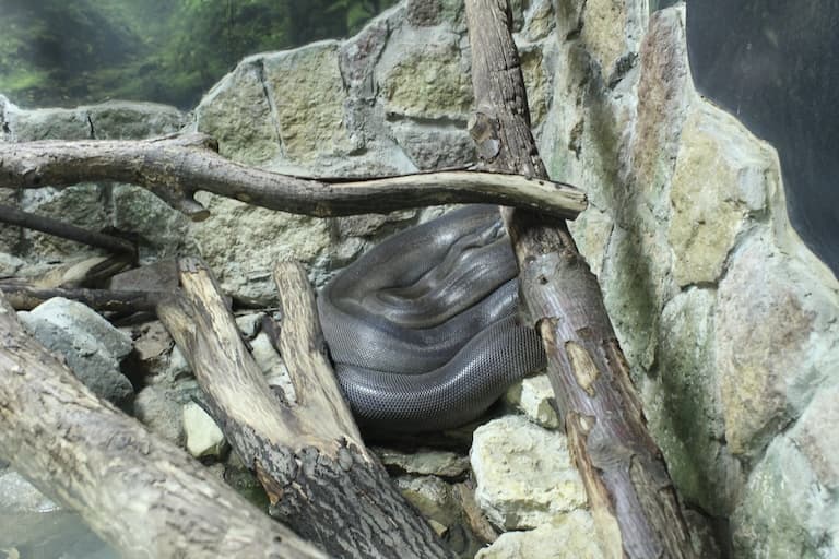 Papuan Python between the rocks and wood